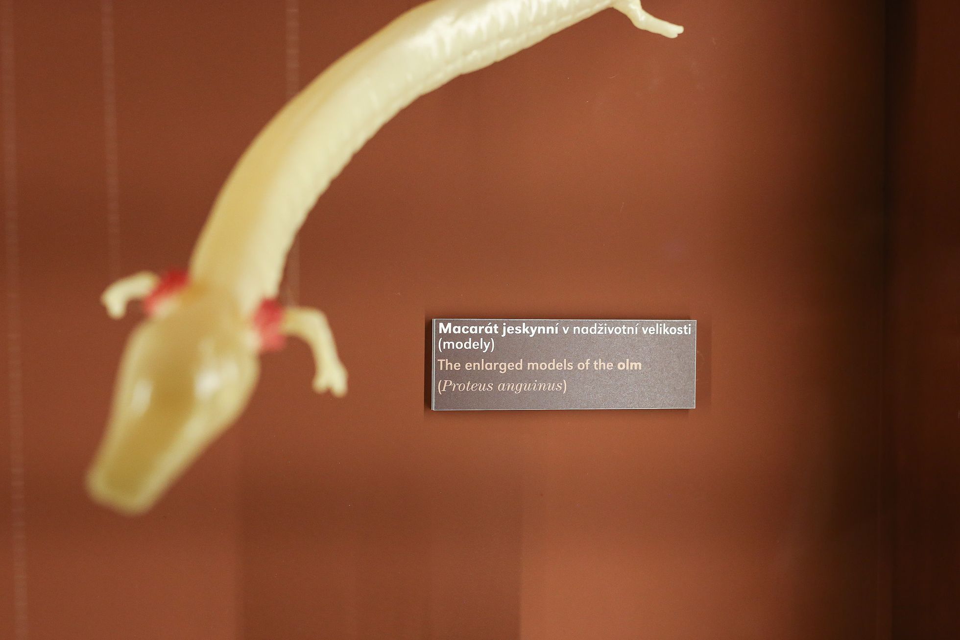 Zahájení přírodopisné výstavy Světlo a život v Nové budově Národního muzea