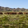 mongolsko