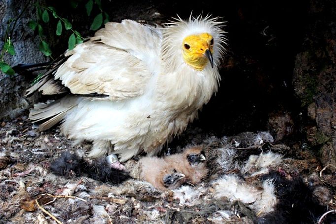 Chov supů v pražské zoologické zahradě zaznamenal v letošním roce několik mimořádných úspěchů. PO povodních se vylíhla hned tři mláďata ohrožených a zcela raritně odchovávaných druhů. Chovatelům se poprvé v historii podařilo odchovat dvojčata ohroženého supa mrchožravého a mládě supa hnědého. Mláďata supa mrchožravého musela být k adoptivním rodičům (na snímku). Rodiče malých supů totiž museli být z důvodů povodně evakuováni do Zoo Ostrava. "Nejprve jedno a později i druhé mládě jsme podložili pod adoptivní rodiče. Ti se začali výborně starat," popisuje kurátor ptáků Zoo Praha, Antonín Vaidl.