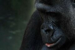 Zemřela první gorila na světě narozená v zoo, bylo jí 60 let