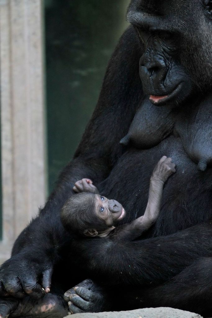 Několikadenní mládě gorily se jmenuje Kipenzi se snaží dostat do náruče matky Kriby v Taronga zoo v Sydney.