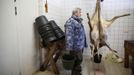 Wolf researcher Werner Freund, stands next to hanged deer cadavers at Wolfspark Werner Freund, in Merzig in the German province of Saarland January 24, 2013. Freund, 79, a former German paratrooper, established the wolf sanctuary in 1972 and has raised more than 70 animals over the last 40 years. The wolves, acquired as cubs from zoos or animal parks, were mostly hand-reared. Spread over 25 acres, Wolfspark is currently home to 29 wolves forming six packs from European, Siberian, Canadian, Artic and Mongolian regions. Werner has to behave as the wolf alpha male of the pack to earn the other wolves respect and to be accepted. Picture taken January 24, 2013. REUTERS/Lisi Niesner (GERMANY - Tags: ANIMALS SOCIETY) Published: Led. 26, 2013, 2:43 odp.