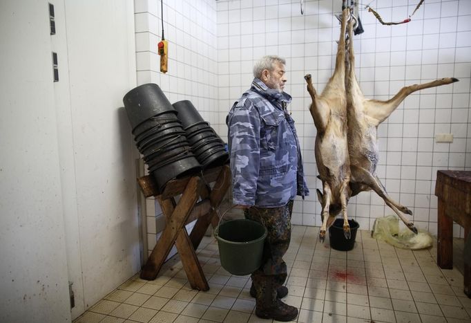 Wolf researcher Werner Freund, stands next to hanged deer cadavers at Wolfspark Werner Freund, in Merzig in the German province of Saarland January 24, 2013. Freund, 79, a former German paratrooper, established the wolf sanctuary in 1972 and has raised more than 70 animals over the last 40 years. The wolves, acquired as cubs from zoos or animal parks, were mostly hand-reared. Spread over 25 acres, Wolfspark is currently home to 29 wolves forming six packs from European, Siberian, Canadian, Artic and Mongolian regions. Werner has to behave as the wolf alpha male of the pack to earn the other wolves respect and to be accepted. Picture taken January 24, 2013. REUTERS/Lisi Niesner (GERMANY - Tags: ANIMALS SOCIETY) Published: Led. 26, 2013, 2:43 odp.