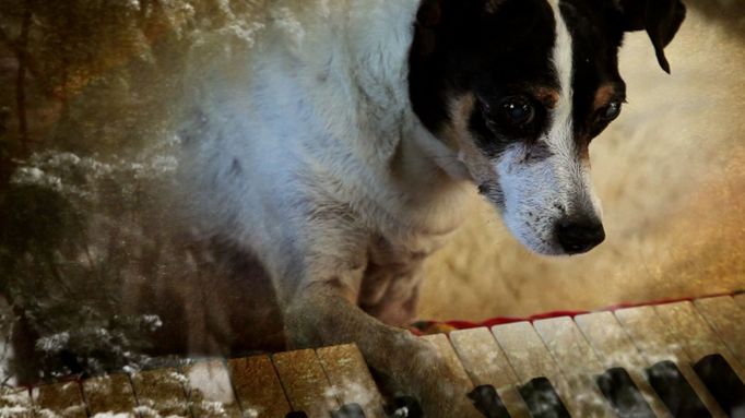 Snímek z film Psí srdce hudebnice a výtvarnice Laurie Anderson.