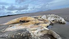 Wels moře nález pláž