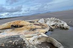 Monstrum z hlubin. Podívejte se, jakého tvora vyplavilo moře na velšské pláži