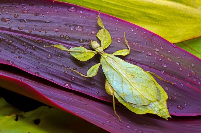 Lupenitka dvouoká (Pulchriphyllium bioculatum)