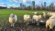 U finančního centra Canary Wharf je farma, kde se na louce pasou ovce. Za nimi jsou vidět mrakodrapy.