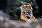K lehčím situacím patří pro fotografa ty, ve kterých tygr odpočívá.