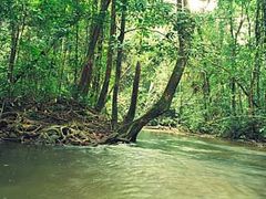 Ekosystém gabonského Lopé-Okanda