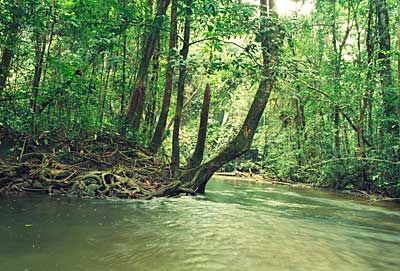 Ekosystém gabonského Lopé-Okanda