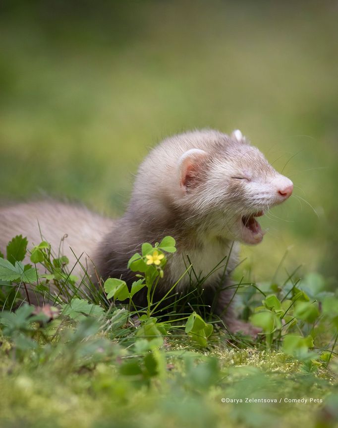 Fotografie ze soutěže Comedy Pet Photograhy Awards (vítězové tří posledních ročníků)