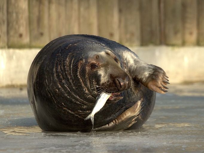 K nejstarším a návštěvníky nejoblíbenějším zvířatům v Podkrušnohorském zooparku patří samec tuleně kuželozubého Kašek. Narodil se v roce 1983 ve volné přírodě. Také Kašek byl jako opuštěné mládě umístěn v záchranné stanici - v polském Kolobrzegu. Od roku 1996 tvořil v Podkrušnohorském zooparku pár se samicí Taške.  Spojení těchto zvířat bylo velmi úspěšné.  V letech 1998- 2009 se chovatelé radovali z dvanácti narozených mláďat. V roce 2006 se narodila dokonce dvojčata. Návštěvníci mohou každý den zažít atraktivní podívanou na krmení tuleňů, o víkendech je nabídka rozšířena o zajímavý komentář a možnost  tuleně nakrmit.