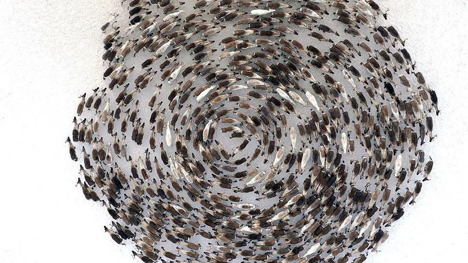 Ruský fotograf pořídil fascinující záběry sobů, kteří se formují do obrovské spirály. Chrání tím celé stádo před predátorem.