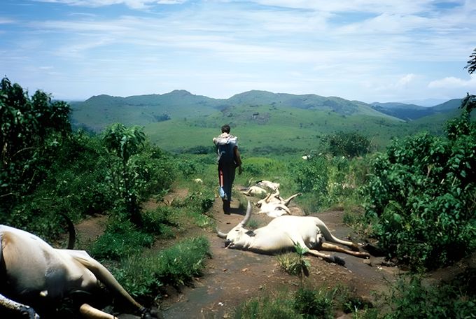 Přeživší míjí mrtvý dobytek po katastrofě u jezera Nyos, Kamerun, 1986. Podle zprávy USGS zemřela zvířata i lidé na udušení oxidem uhličitým.