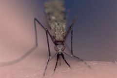 V Řecku se objevily desítky případů malárie. Nemoc přinesli hlavně uprchlíci, tvrdí úřady