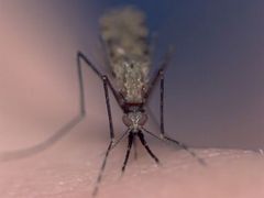 Komár Anopheles gambiae přenáší malárii.