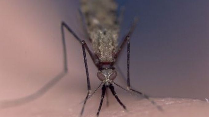 Komár Anopheles, který přenáší malárii.