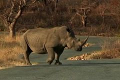 Stáhneme tě z kůže, hrozí vítězi aukce na lov nosorožce