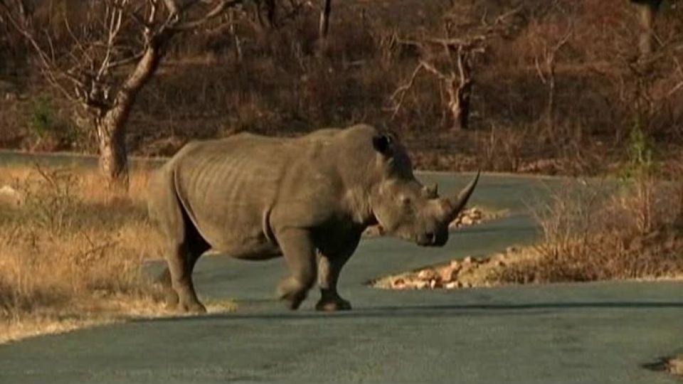 V Africe rozetli kruh pytláků, šli po nosorožcích