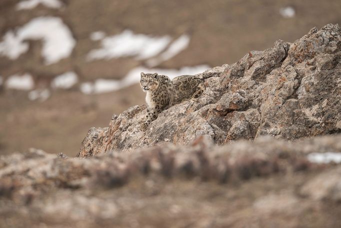 Vincent Munier: sněžný levhart