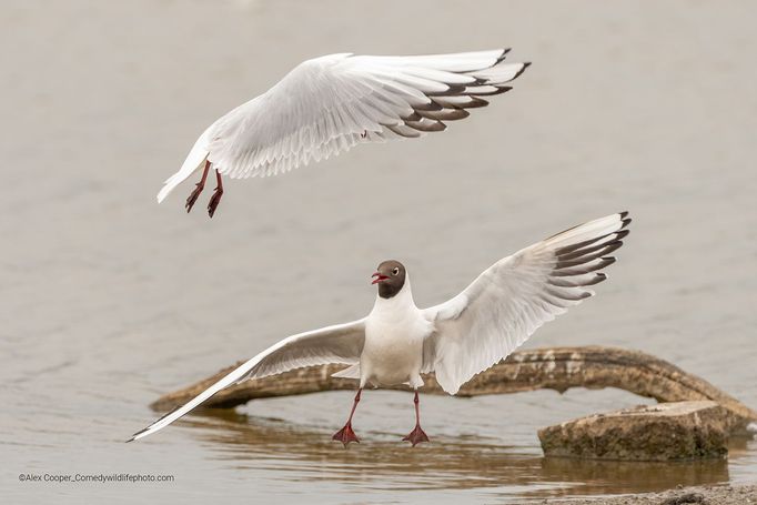 Finalisté soutěže Comedy Wildlife Photography Awards 2022