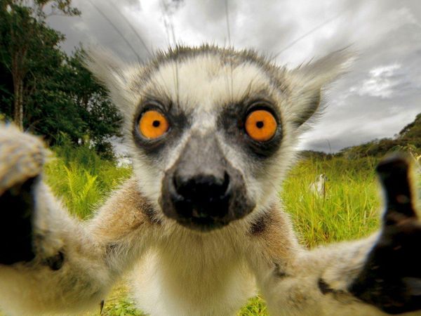 Mistři selfie ze zvířecí říše: Nejvtipnější fotky, které jsou dílem okamžiku