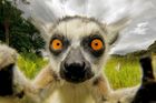 Mistři selfie ze zvířecí říše: Nejvtipnější fotky, které jsou dílem okamžiku