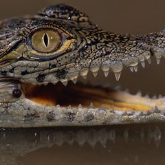 Krokodýlek