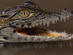 Krokodýlek