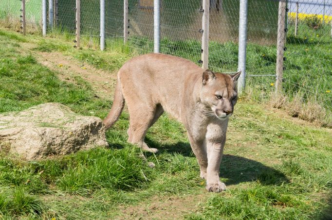 Puma americká - ilustrační foto