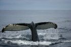 Potvrzeno: Island vybije šestkrát víc velryb než loni