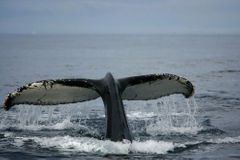 Drama v Tasmánii. Mezi útesy zahynulo 150 velryb