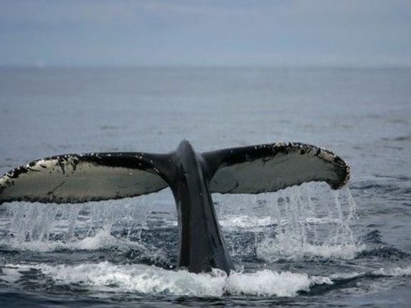 Více o velrybách:
