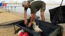 Pave Vukelic of Croatia tries to hold onto a carp to be weighed during the 14th Carpfishing World Championship in Corbu village, 310 km (192 miles) east of Bucharest, September 29, 2012. REUTERS/Radu Sigheti (ROMANIA - Tags: SOCIETY SPORT) Published: Zář. 29, 2012, 4:26 odp.