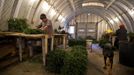 Jose Mendoza works on making a wreath out of scraps of Christmas tree in a shed at the Omni Farm in West Jefferson, North Carolina, November 17, 2012. Crews at the farm will harvest nearly 20,000 Christmas trees this season. North Carolina has 1,500 Christmas tree growers with nearly 50 million Fraser Fir Christmas trees on over 35,000 acres. Picture taken November 17, 2012. REUTERS/Chris Keane (UNITED STATES - Tags: BUSINESS EMPLOYMENT ENVIRONMENT AGRICULTURE SOCIETY) Published: Lis. 19, 2012, 4:17 odp.