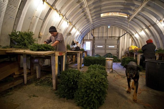 Jose Mendoza works on making a wreath out of scraps of Christmas tree in a shed at the Omni Farm in West Jefferson, North Carolina, November 17, 2012. Crews at the farm will harvest nearly 20,000 Christmas trees this season. North Carolina has 1,500 Christmas tree growers with nearly 50 million Fraser Fir Christmas trees on over 35,000 acres. Picture taken November 17, 2012. REUTERS/Chris Keane (UNITED STATES - Tags: BUSINESS EMPLOYMENT ENVIRONMENT AGRICULTURE SOCIETY) Published: Lis. 19, 2012, 4:17 odp.