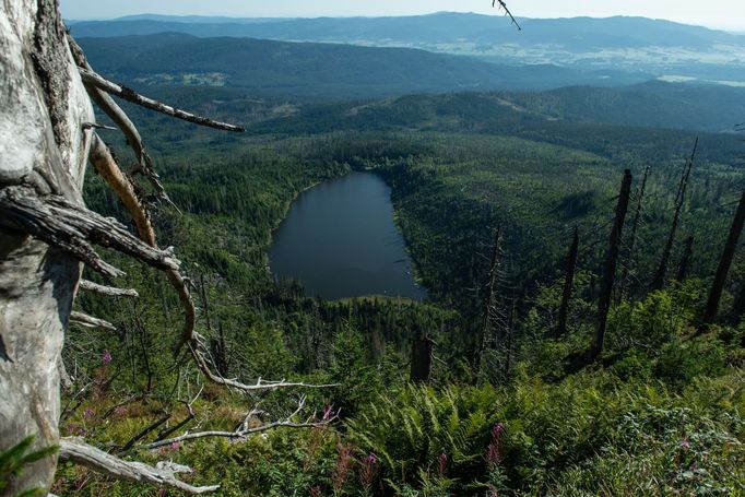 Šumava