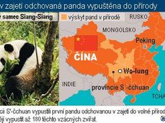 Číňané zkoušejí vypouštět do přírody pandy odchované v zajetí