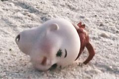 Video: Pláž plná plastů. Američan natočil korýše, který uvázl v hlavě panenky