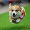 Vilnius, Corgi, pes, závody, Litva, přehlídka, zábava