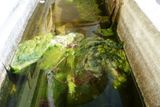 V kamenné nádrži vedle vstupních dveří se v kalné vodě převaluje jakási zelená hmota.