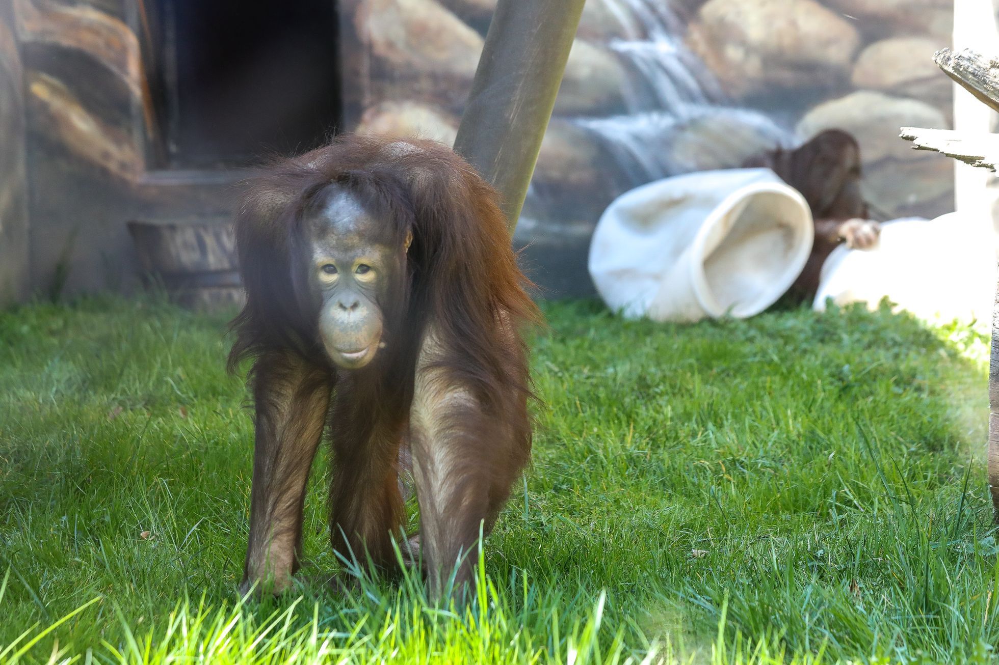 Uzavřená Zoo Dvůr Králové kvůli nouzovému stavu