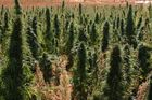 Rekord: Vojáci našli 120 hektarů marihuanových plantáží