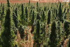 Rekord: Vojáci našli 120 hektarů marihuanových plantáží