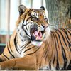 Zoo, Praha, tygr sumaterský, Velká Británie, Achilles