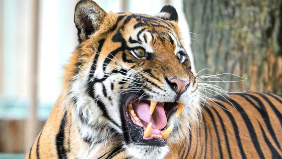 Fotoblog: "Ahoj, jsem Achilles a jsem tu novej." První den nového tygra v pražské zoo