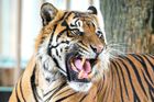 Fotoblog: "Ahoj, jsem Achilles a jsem tu novej." První den nového tygra v pražské ZOO