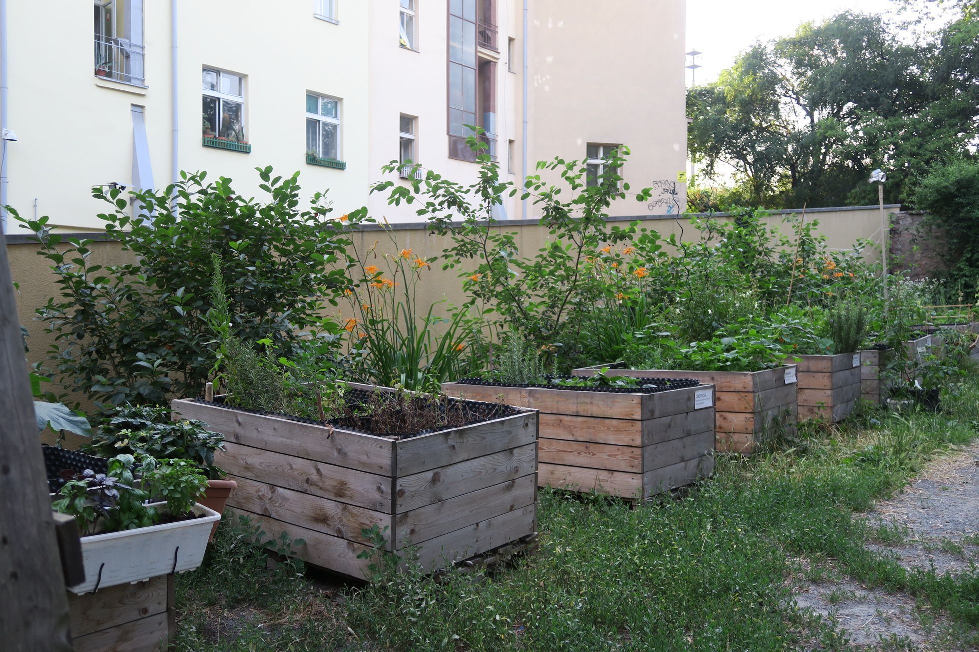 zahrada, pěstování, komunita, komunitní, bieno, vnitroblok, mečislavova