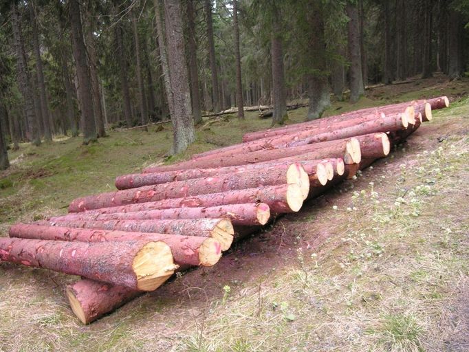 Otrávené lapače na Bavorské cestě v NP Šumava